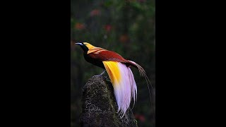 Birds of paradise #cute #birds #beautyofnature #birdslover #naturelovers #shorts #cuteanimals