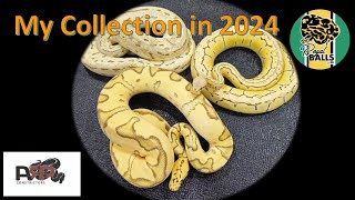 Breeding Ball Pythons; The Royal Balls Collection 2024