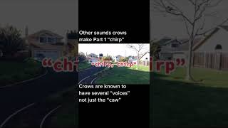 🔈Crow Sounds Unveiled: The Intriguing Chirp! 🎵 🦅 #crowcall #crowsounds #crow #corvids #crows