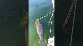 Baby Manatee Crystal River Florida SO CUTE!! #shorts