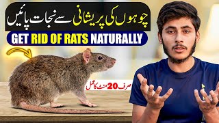 Get Rid of Rats Naturally at Home l Chuho Ko Bhagane Ka Tarika