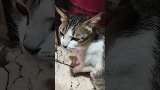 Keluarga kucing , kucing makan tahu #fypシ゚viral #kucingimut #kucinglucu