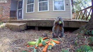 Ruby and Her Turtle Friend Share A Meal