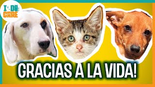 3 ANIMALES rescatados y 3 BUENAS noticias!