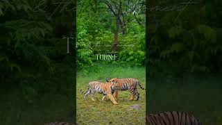 Tiger Cubs in Tadoba | Tiger Cubs of India