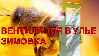 УСПЕШНАЯ ЗИМОВКА Вентиляция.