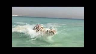 Tigers swimming in Dubai sea near to Burj Al Arab. نمور تسبح ببحر جميرا في دبي قريب من برج العرب