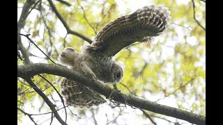 BARRED OWLS, MOTHER AND OWLET 2073 WED. MAY 15, 2024 8735 8739 8741