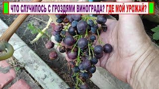 🍇Никогда так не делайте! Думал получить ОГРОМНЫЙ  УРОЖАЙ, но вот ЧТО ВЫШЛО! И это не болезнь!