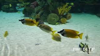 Foxface Tangs | TheDeepHull