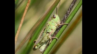 Small Blue-legged Grasshopper Epacromius coerulipes, male and female