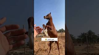 لعب الجواد العربي مع صاحبه ❤️‍🔥🐴