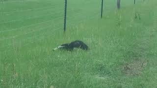 Skunk on the Homestead #JCFamilyAcres #Skunk