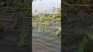 #বন্যা_পরিস্থিতি #সিলেট_বন্যা #বন্যায়#shortvideo #sylheti_video #osmaninagar