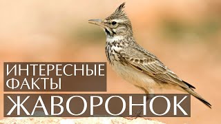 Жаворонок - интересные факты (фото, видео, звуки)