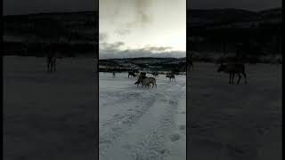 #shorts #travel #tromsø #norway #europe #reindeer #fight