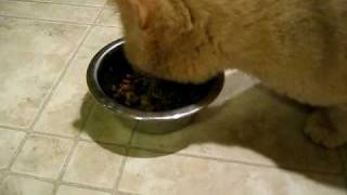 My cat Beamer eats way too fast