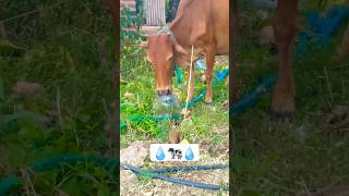 pretty water bulb.💧🤩 #viral #animal #shortvideos #subscribe #goneviral #cow #shorts