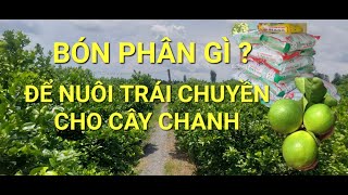 BÓN PHÂN GÌ NUÔI TRÁI CHUYỀN CHO CÂY CHANH