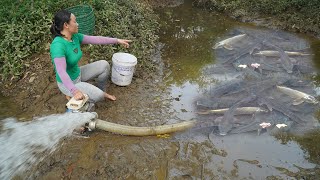 Harvesting fish from wild lakes with a pump - Catch fish go to the village sell - Off grid farm