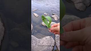 Leaf Boat #leaf #tutorial #shorts