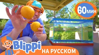 Утонет или всплывет? Что тяжелее? | 60 минут | Блиппи на русском