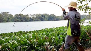 TEM QUE SER VARA DE BAMBU PRA AGUENTAR ESSES. /PEIXE PESCARIA DE BARRANCO COM VARA DE BAMBU.