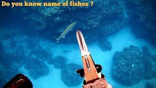 【魚突き】シガテラ毒で有名なバラクーダとってみた