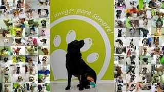 Há muito mais do que consultas e vacinas na CLÍNICA VETERINÁRIA BOLA DE PÊLO em Sintra!