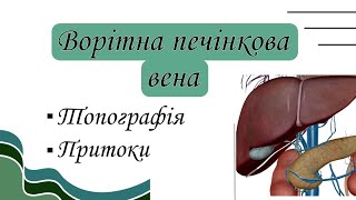 Ворітна печінкова вена. Топографія ворітної печінкової вени, її притоки.