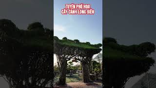 Chỉ còn thế thôi #yêucây #shortvideo