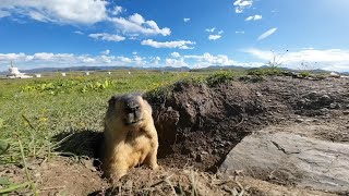 Shy Himalayan Marmots: Adorable Creatures Too Timid to Venture Out!