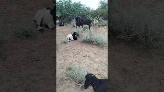 Beautiful short goats