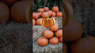 Deon's First Pumpkin Pie Adventure 🍂 | Fall Baking Fun!