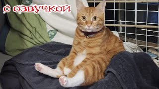 Приколы с котами! СМЕШНЫЕ КОТЫ и собаки! С ОЗВУЧКОЙ! Самые смешные животные!