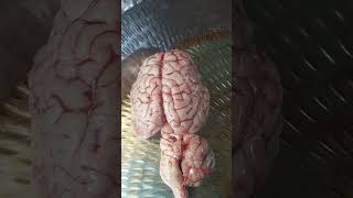 goat brain.. bhejaa fry #shorts #youtube