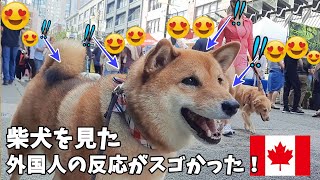 【海外愛され柴犬】海外で大人気! 柴犬を連れて歩くとカナダ人の反応がおもしろすぎ♪【海外の反応】4