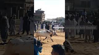 bull race