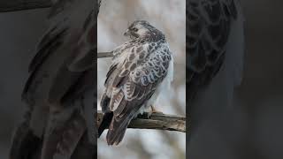 Rare Pale Morph Buzzard Sighting in the Netherlands | Wildlife Discovery #birdwatching