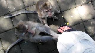 Hungry and angry monkey bites (monkey forest, Bali)