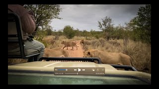 River pride in the rain | Wet and full lions