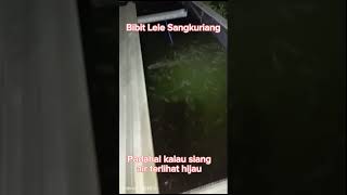 bibit ikan lele Sangkuriang akan terlihat lebih jelas di saat malam hari