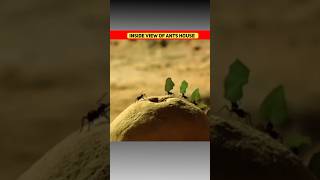 Inside view of ants house #shorts #ytshorts #sachh24 #tredingshorts #youtubeshorts #factshorts