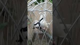 Pigeons attending a funeral viewing