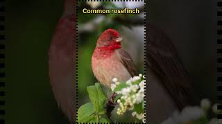 Bird sounds : Common rosefinch singing and chirping#shorts #birds #birdsounds #nature #animals