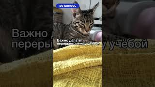 Отдых во время подготовки к экзаменам | DS-SCHOOL #shorts #егэ #математика #информатика