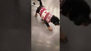 Rottweiler baby ❤️😘❤️ #rottwiller #shorts #shortsfeed #shortsvideo #like #subscribe