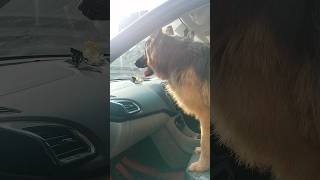 Our Pet in Car || Tu hai to Dil #dog #shortsfeed #ytshorts #shorts