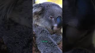 Why do koalas sleep so much?