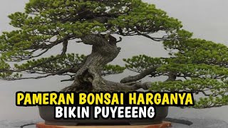 Wow !! BONSAI HARGA 300jt +++++